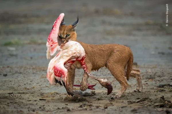 Hạng mục Behaviour - Mammals (Hành Vi - Động Vật Có Vú)